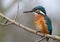 Kingfisher sits on a branch