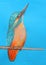 Kingfisher sits on a branch on a blue background