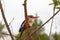 Kingfisher sits on a branch. Meru, Kenya
