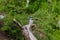 Kingfisher sits on a dry tree. Baringo, Kenya