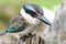 Kingfisher sitting on a log