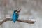 A kingfisher sitting on a tree branch with fish in its beak after a successful fishing