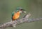 Kingfisher spits out a feather