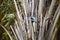 A kingfisher in a tree