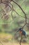 A kingfisher on a tree searching for foods