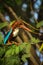 Kingfisher in the wild on India. Indian white breasted kingfisher bird resting on a perch. Alcedo atthis Bird sitting on a branch