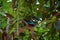 Kingfishers or Alcedinidae on tree branch