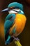 Kingfishers bird famous is natural flame. Ai generated.