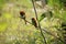 Kingfishers on a branch.