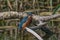 Kingfishers on a branch.