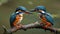 Kingfishers are a family, the Alcedinidae, of small to medium-sized, brightly colored birds