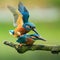 Kingfishers mating