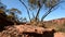 Kings Canyon rim walk landscape. Watarrka National Park. Northern Territory. Australia