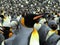 Kings penguins