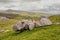 Kingsdale Erratics above Ingleton in the Yorkshire Dales