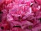 Kingston tulip, superb pink tulip variety