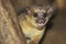 Kinkajou