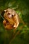 Kinkajou from Costa Rica.