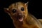 Kinkajou isolated on black background