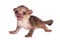 Kinkajou, Potos flavus, 2 month old baby on white