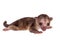 Kinkajou, Potos flavus, 2 month old baby on white