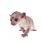 Kinkajou, Potos flavus, 3 mounth old baby on white