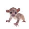 Kinkajou, Potos flavus, 3 mounth old baby on white