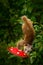 Kinkajou, Potos flavus, tropic animal in the nature forest habitat. Mammal in Costa Rica. Widlife scene from nautre. Wild Kinkajou