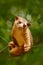 Kinkajou, Potos flavus, tropic animal in the nature forest habitat. Mammal in Costa Rica. Wildlife scene from nature. Wild Kinkajo