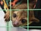 Kinkajou is a tropical rainforest mammal