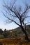 The Kinkaku-ji Golden Pavilion Buddhist Temple in the distance with a tree in the foreground in Kyoto in Japan