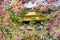 Kinkakuji Golden Pavilion, Kyoto, Japan