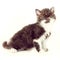 Kinky little kitten Selkirk Rex on white background