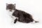 Kinky little kitten Selkirk Rex on white background