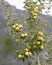 Kinnaur Apples are harvested in large scale in Himachal Pradesh India