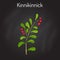 Kinnikinnick Arctostaphylos uva-ursi , or bearberry twig with berries