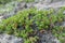 Kinnikinnick, Arctostaphylos uva-ursi plants growing in dry sandy environment