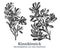Kinnikinnick. Vector hand drawn plant. Vintage medicinal plant sketch.