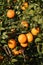 Kinnow Citrus tree ripe fruit
