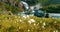 Kinsarvik, Hordaland, Norway. Norwegian Landscape With Mountains Cotton Grass, Cotton-grass Or Cottonsedge Eriophorum