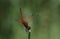 Kirby\'s Dropwing dragonfly on stem close up