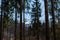 Kirchberg in Tirol, Tirol/Austria - March 24 2019: View through the forest on the Austrian mountains