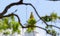 Kiriwehera stupa top part with Chatra and crest gem view through tree branches