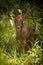 Kirk dik-dik framed by grass and bush