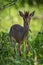 Kirk dik-dik standing in grass facing camera