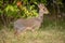 Kirk dik-dik standing in profile in bushes