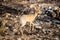 Kirk dik-dik stands eyeing camera amongst rocks