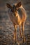 Kirk dik-dik stands on scree watching camera