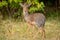 Kirk dik-dik turns back to face camera