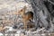 Kirk-Dikdik hides under a tree - Namibia africa